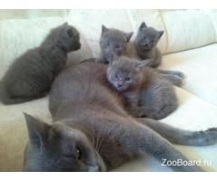 Домашние русские голубые котята