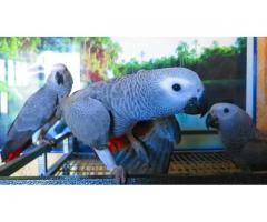 попугаи - ручные птенцы из питомников европы