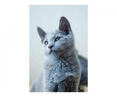 Русские голубые котята из питомника
