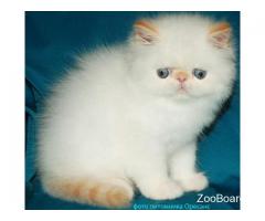 Чистокровный котик с голубыми глазами колор поинт
