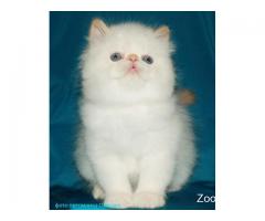 Чистокровный котик с голубыми глазами колор поинт