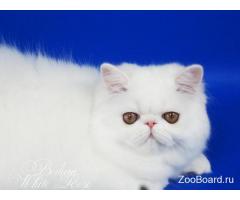 Персидский котенок белого окраса с медными глазами