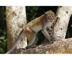 Яванская макака – как выбрать и купить обезьянку